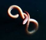 flaque Une anguille s'empoisonne dans une flaque de saumure (Blue Planet II)