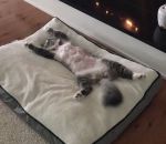 coussin allonge Un chat relax devant la cheminée 