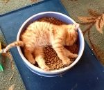 chat chaton Un chaton dans une gamelle de croquettes
