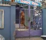 chien Un chien escalade un portail