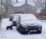 courir neige chien Un chien découvre la neige (Angleterre)