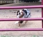 cloture Un chien saute entre les barreaux d'une clôture