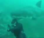 blanc Un grand requin blanc heurte la tête d'un plongeur