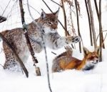 lynx enfant Un lynx chasse un renard dans « Le Renard et l'Enfant »