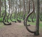 foret La mystérieuse Forêt tordue (Une histoire sur Terre)
