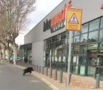 magasin Un sanglier défonce la vitrine d’un Intermarché à Pont-Saint-Esprit
