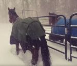 cheval neige Chevaux vs Neige