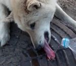 froid chien Un chien avec la langue collée à une plaque d'égout gelée