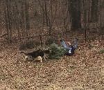 allemand berger Deux chiens veulent garder le sapin de Noël