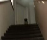 fail chien chute Un chiot descend l'escalier à toute vitesse