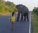 elephant Une petite fille fait reculer un éléphant (Sri Lanka)