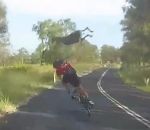 kangourou traverser Kangourou vs Cycliste