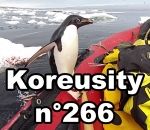 koreusity compilation 2018 Koreusity n°266