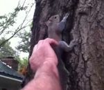 arbre tronc Un homme relâche un écureuil sur un arbre