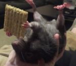 manger Un rat mange un biscuit sur le dos
