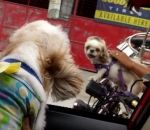 chien dispute Road rage entre deux chiens