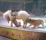 cheval Un tigre et une lionne attaquent un cheval dans un cirque
