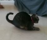 comportement bizarre Un chat joue bizarrement avec une balle