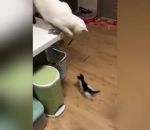 chat chaton jouer Un chat joue avec un chaton