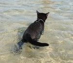 eau chat bain Un chat à la plage