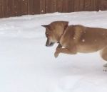 saut neige Un chien Shiba fait des bonds dans la neige
