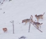 attaque chien Un chien échappe à 3 loups (Italie)