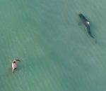 nageur drone Un drone filme un requin au milieu des nageurs (Miami)