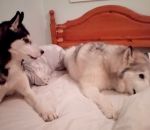 chien husky dispute Un husky et un malamute se disputent dans un lit