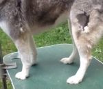 souffleur chien Enlever les poils morts d'un Husky