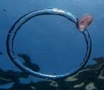 rotation meduse Une méduse prise dans une bulle d'air en anneau