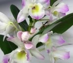 camouflage attaque Une orchidée attrape un criquet