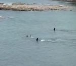 nageur orque Deux orques passent à coté de deux enfants dans une baie