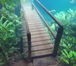 limpide chemin Randonnée sous-marine (Brésil)