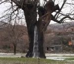 arbre Arbre fontaine