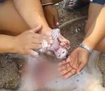 sauvetage bebe ventre Césarienne sur une maman singe morte
