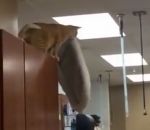 sauter chat Un chat saute avec son coussin