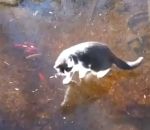 poisson chat Chat vs Poissons sous la glace