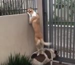 debout Un chien curieux grimpe sur le dos de son pote