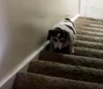 gros chien Un chien en surpoids monte un escalier