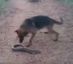 chien mordre Chien vs Anguille électrique