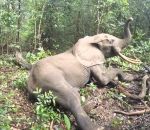 tranquillisant Un éléphant se réveille après avoir été tranquillisé (Gabon)