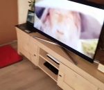ordinateur chien portable Epic Sax Gandalf à la maison