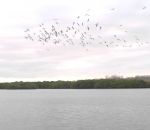 oiseau eau plongeon 100 oiseaux plongent simultanément (Îles Galápagos)
