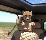 safari guepard Un guépard saute dans une voiture (Serengeti)
