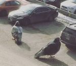 voiture geant Des pigeons géants dans un parking