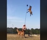 chien saut Saut impressionnant d'un malinois