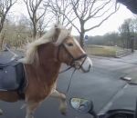 scooter femme Un scootériste aide une cavalière à rattraper son cheval en fuite (Pays-Bas)