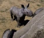 charge maman Un bébé rhinocéros protège sa mère des vétérinaires