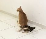 chat patte assis Un chat assis sur un autre chat