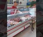 viande chat Un client régulier dans une boucherie